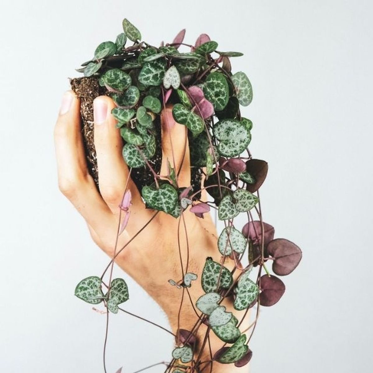 Ceropegia woodii planta para quienes viven solos