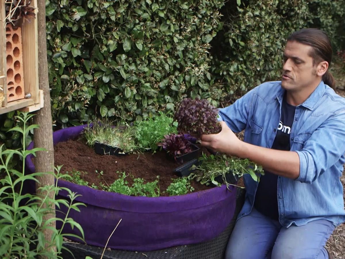 Plantación de perifollo, mostaza roja, mizuna, cilantro, hojas de remolacha y shiso.