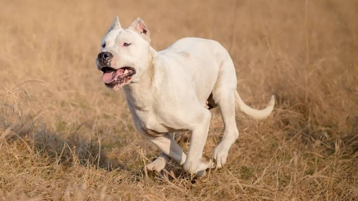 razas de perros argentinos (1)