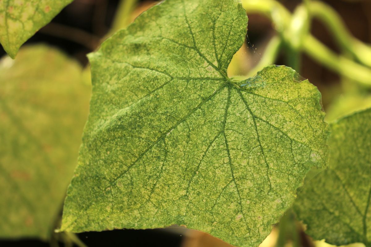 deko 0627 arana roja xl