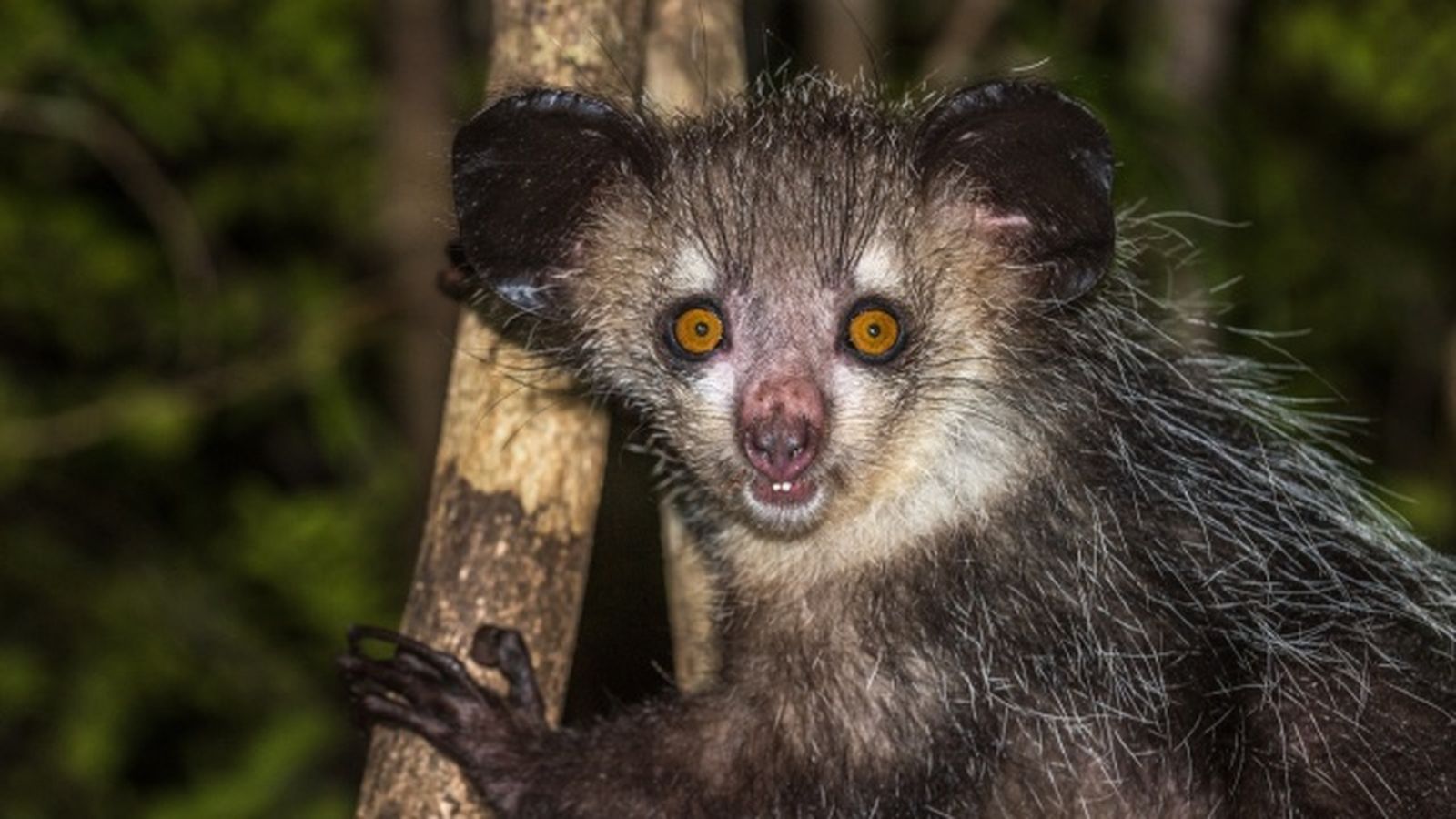 animales nocturnos aye aye animales nocturnos aye aye