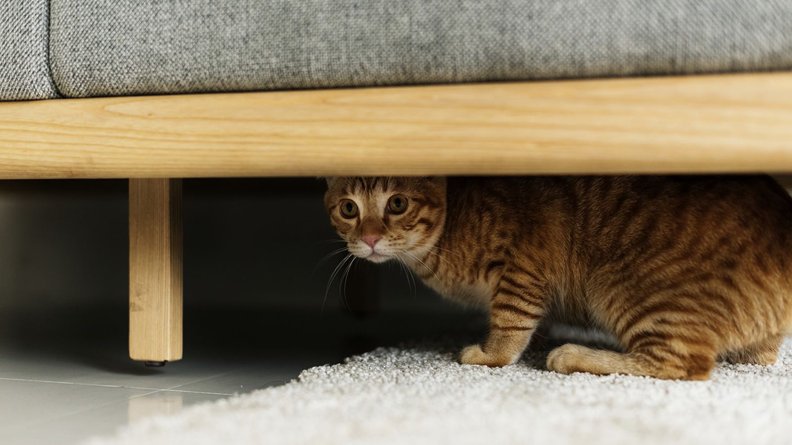 Gato debajo de un sofá Gato debajo de un sofá