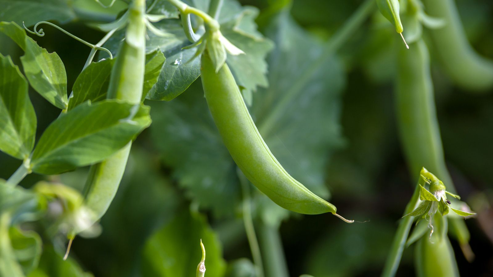 el cultivo de las judias el cultivo de las judias