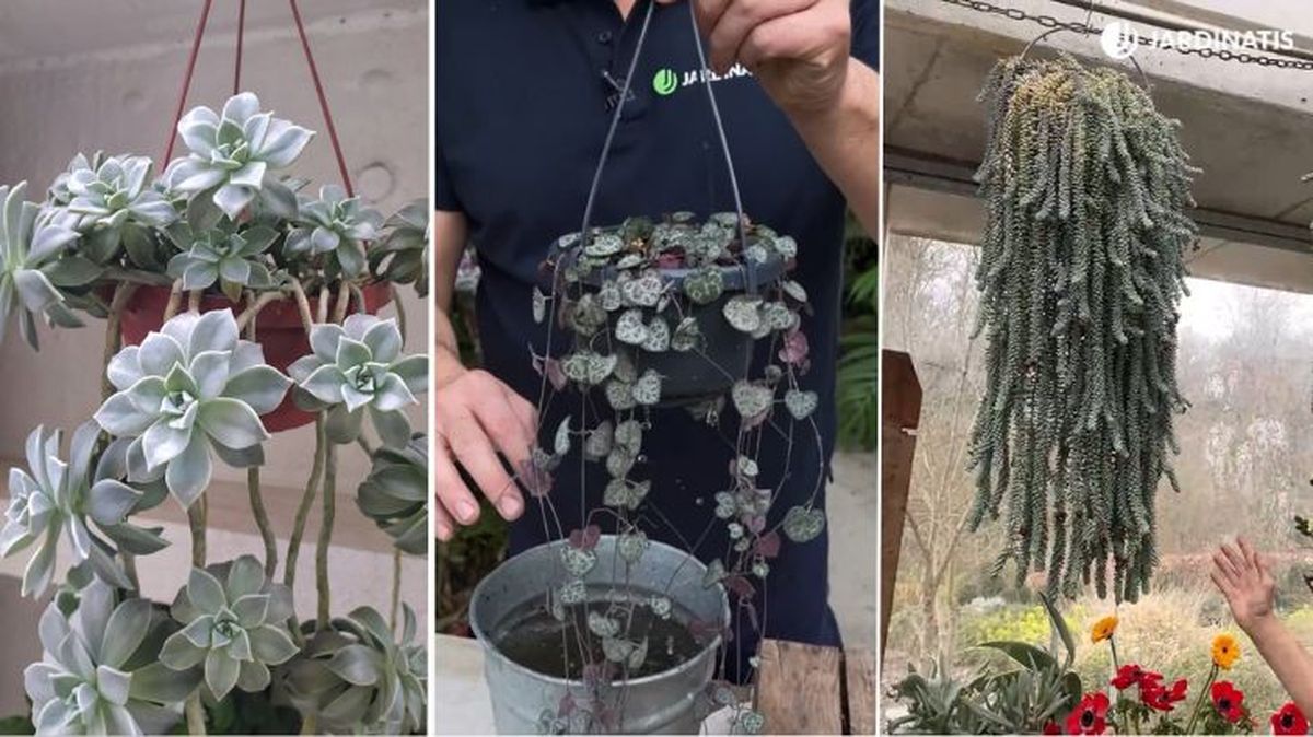 Graptopetalum paraguayense cepogegia woodii sedum burrito