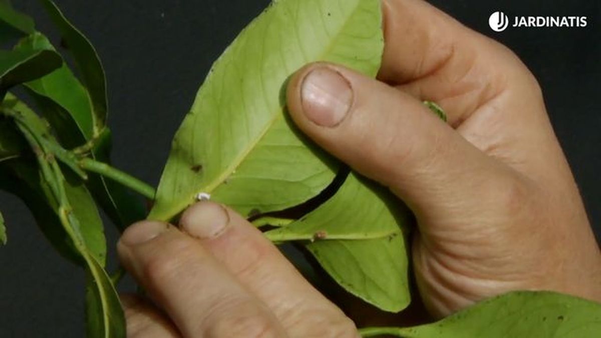 hoja de limonero con cochinilla deco 638