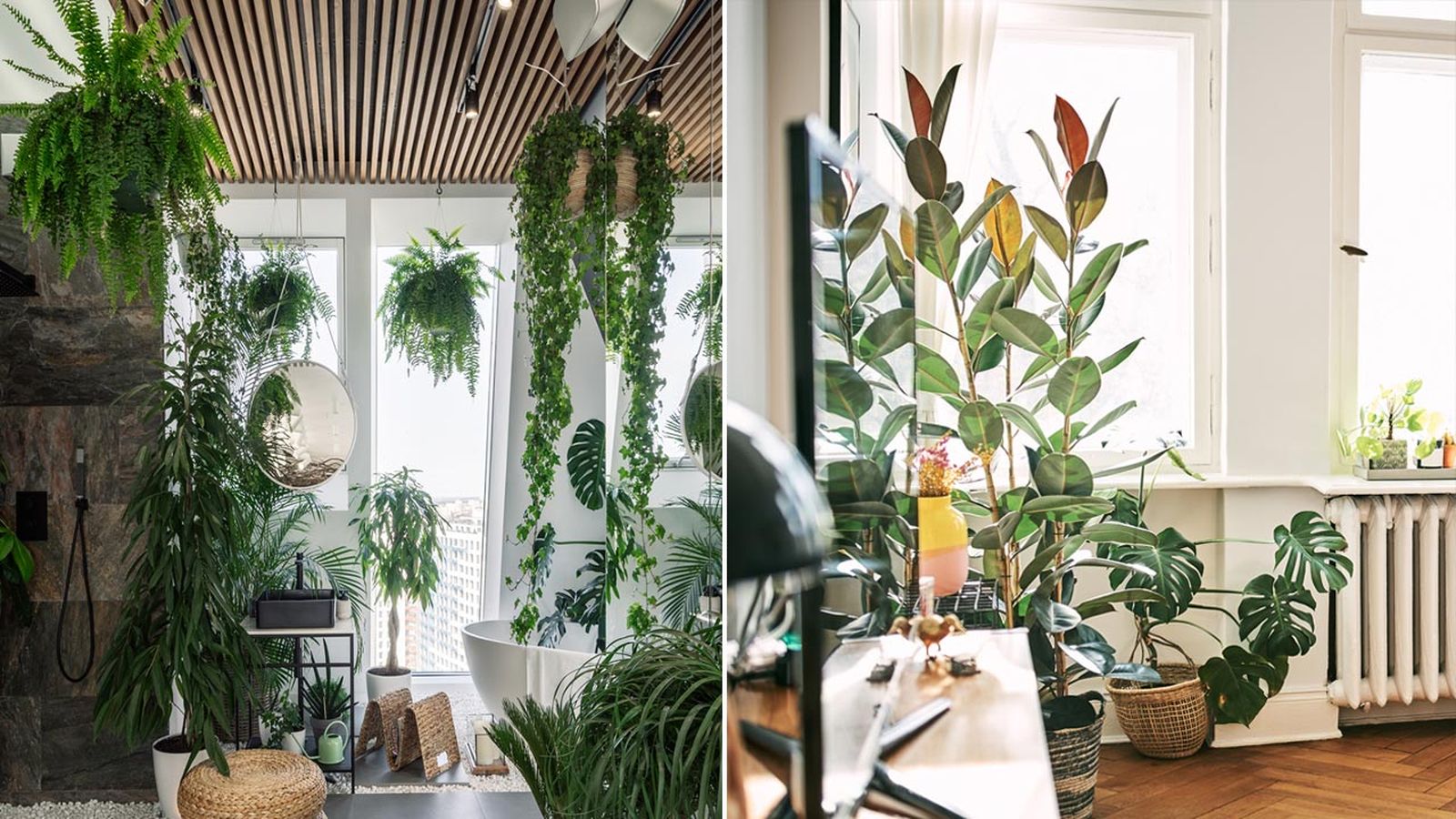 plantas de interior urban jungle plantas de interior urban jungle