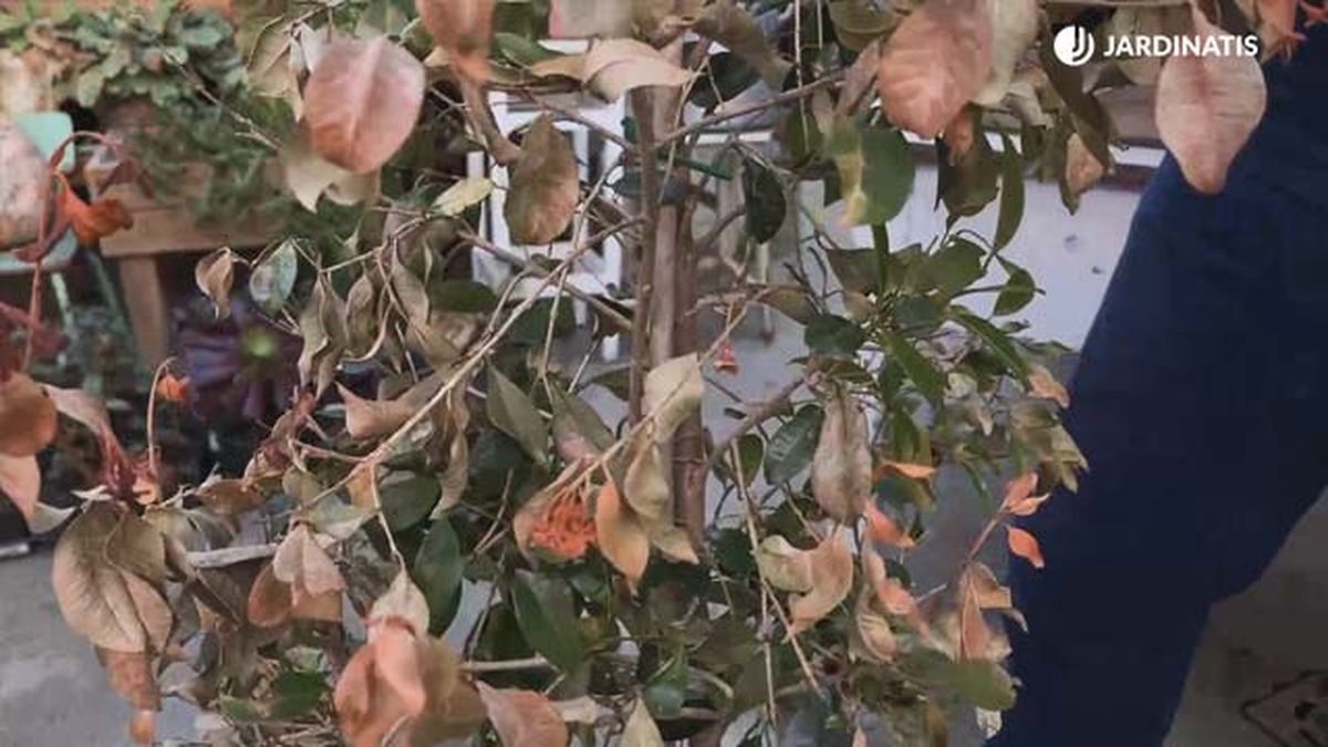 eugenia myrtifolia syzygium paniculatum helada jardinatis