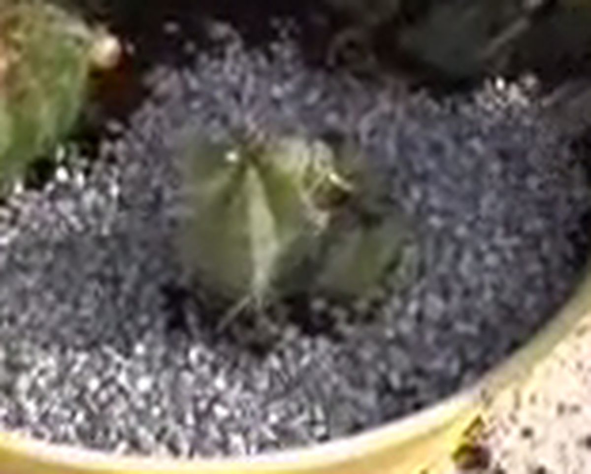 Composicion con cactus paso 5