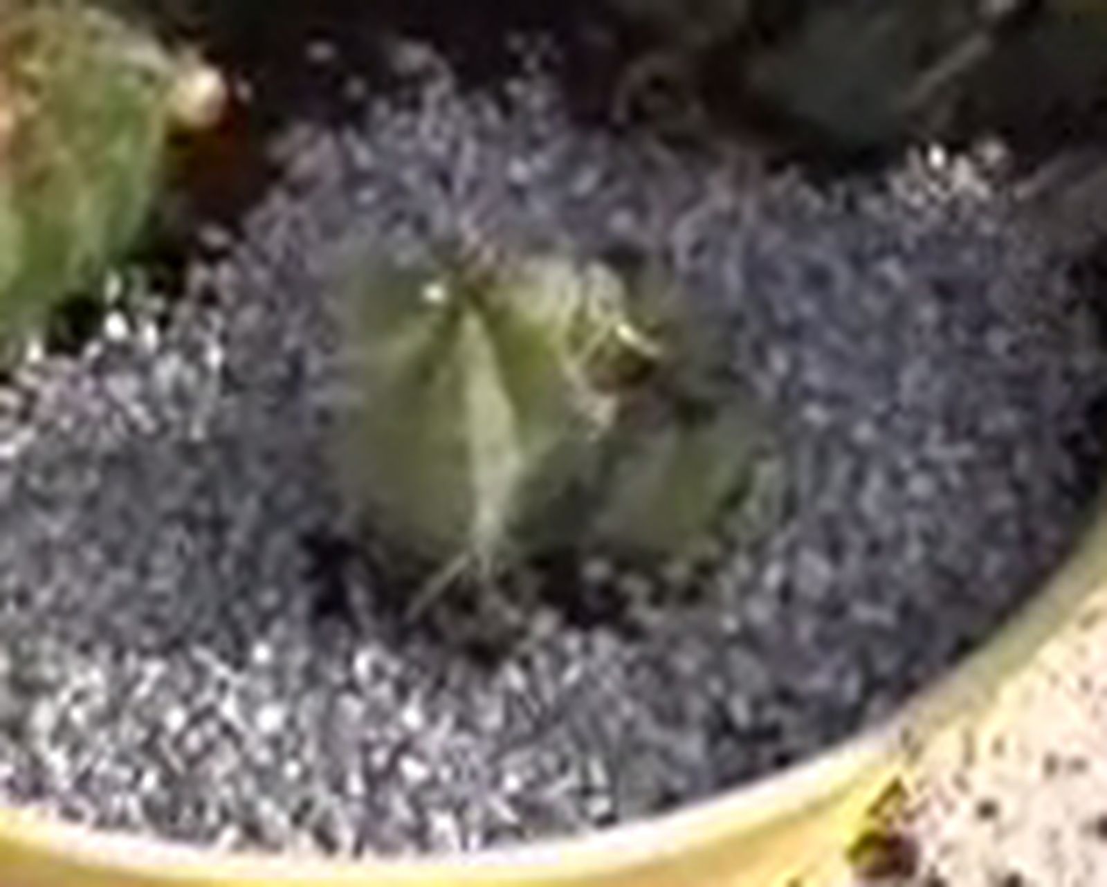 Composicion con cactus paso 5 Composicion con cactus paso 5