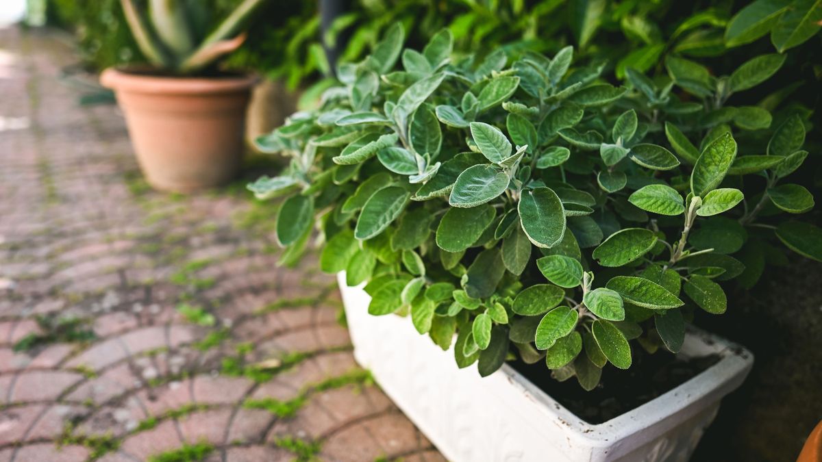 La salvia es una planta de sol