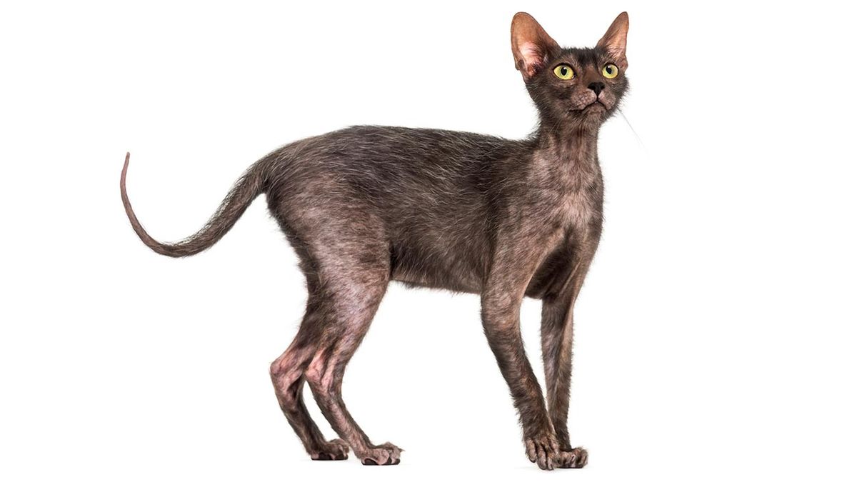 lykoi gato lobo 2