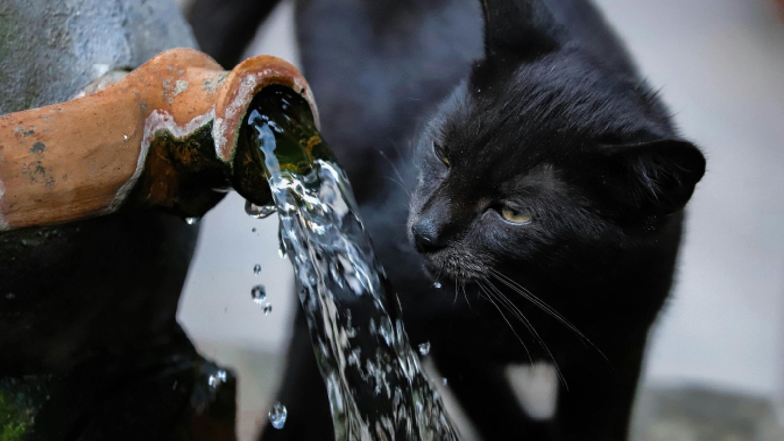 Ofrece agua a tu mascota, pero sin obligarla a beber Ofrece agua a tu mascota, pero sin obligarla a beber