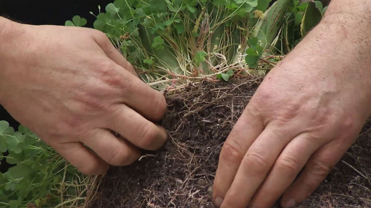 como sanear multiplicar agave quitar raices