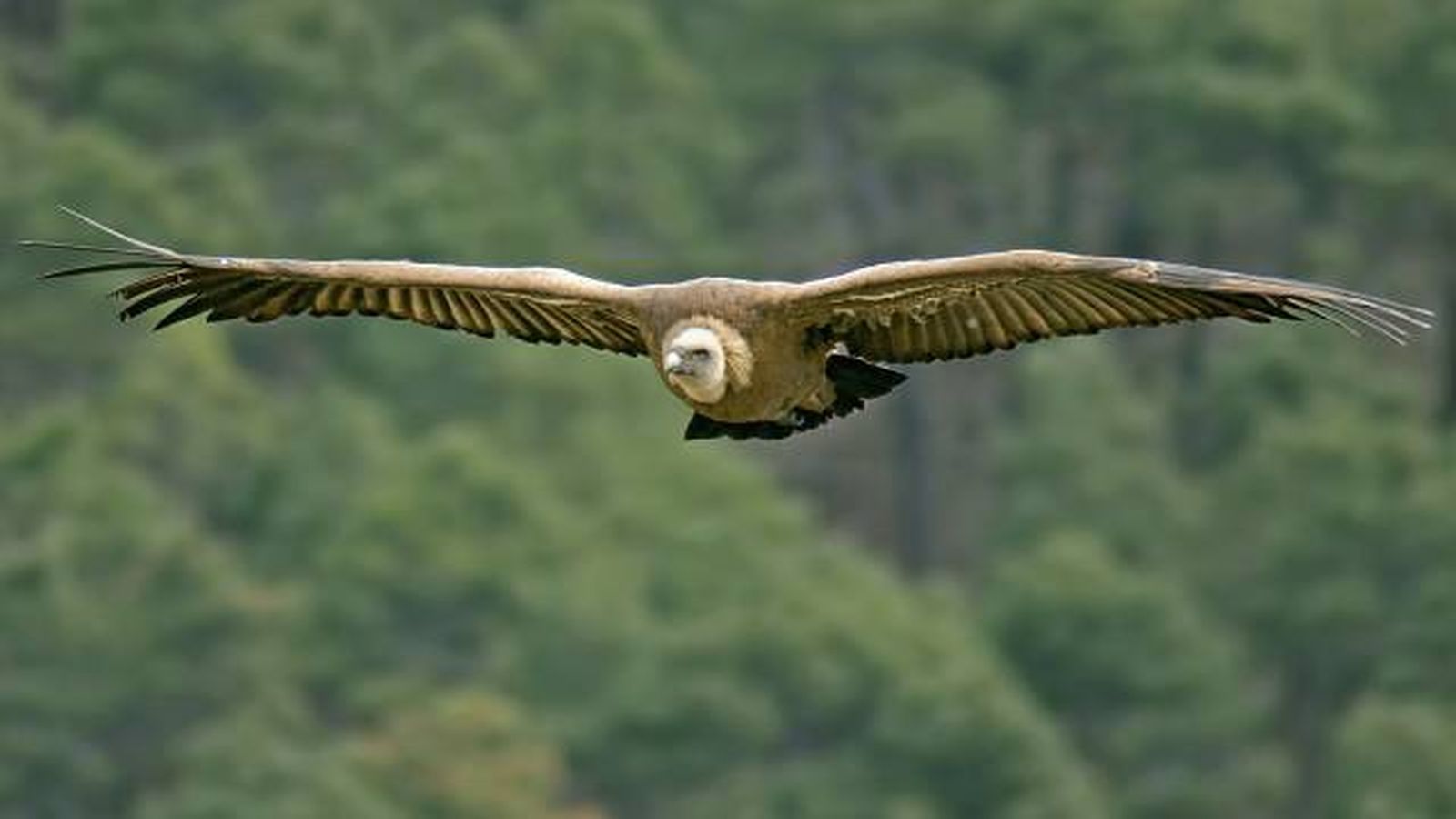 buitre leonado volando buitre leonado volando