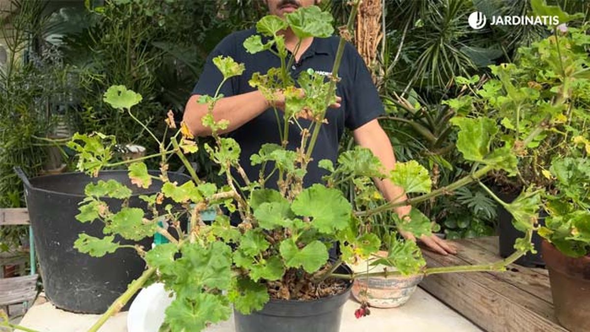 epoca perfecta para podar los geranios jardinatis 22 23