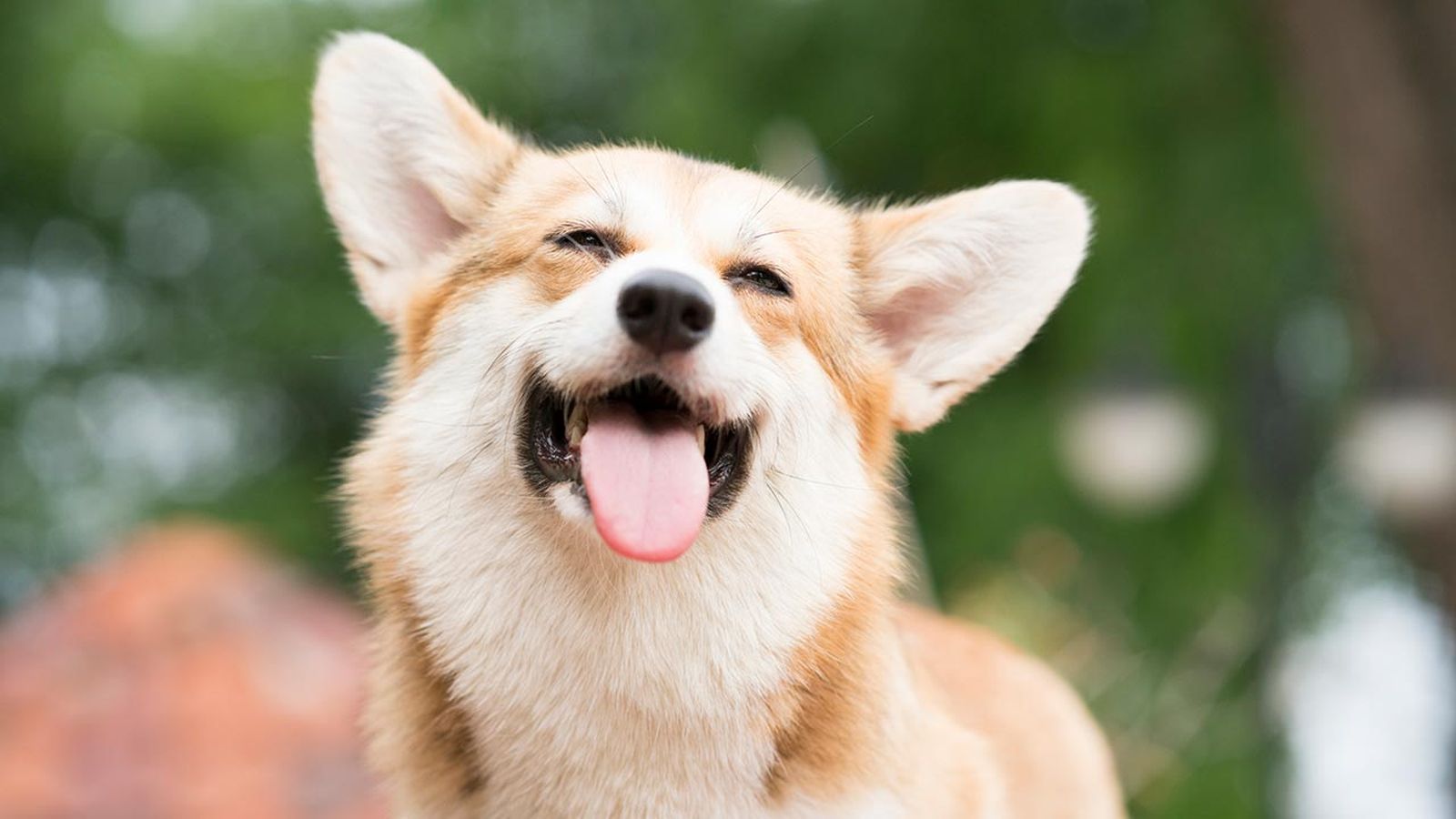 articulos mascotas felices 1 perro feliz articulos mascotas felices 1 perro feliz
