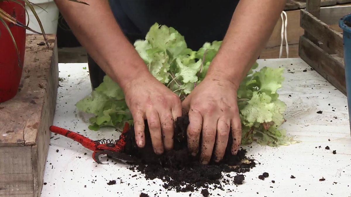 brico 1033 jardineria como multiplicar las heucheras paso 2