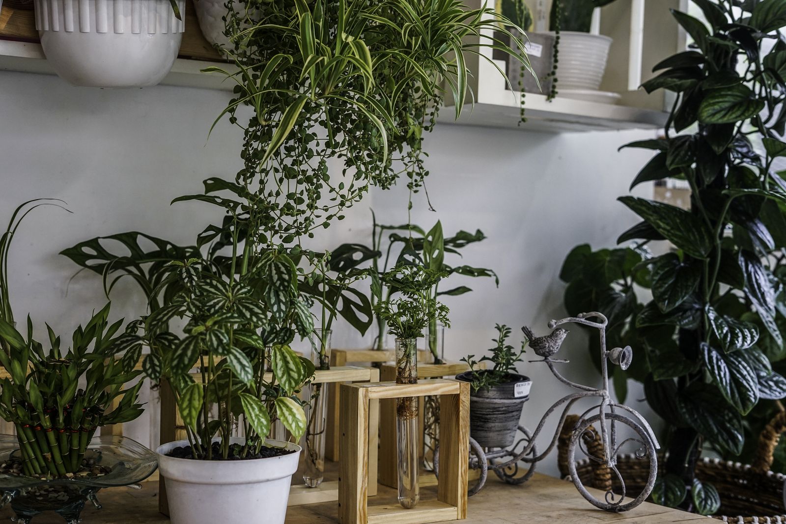 Solución natural y asequible para que tus plantas crezcan fuertes