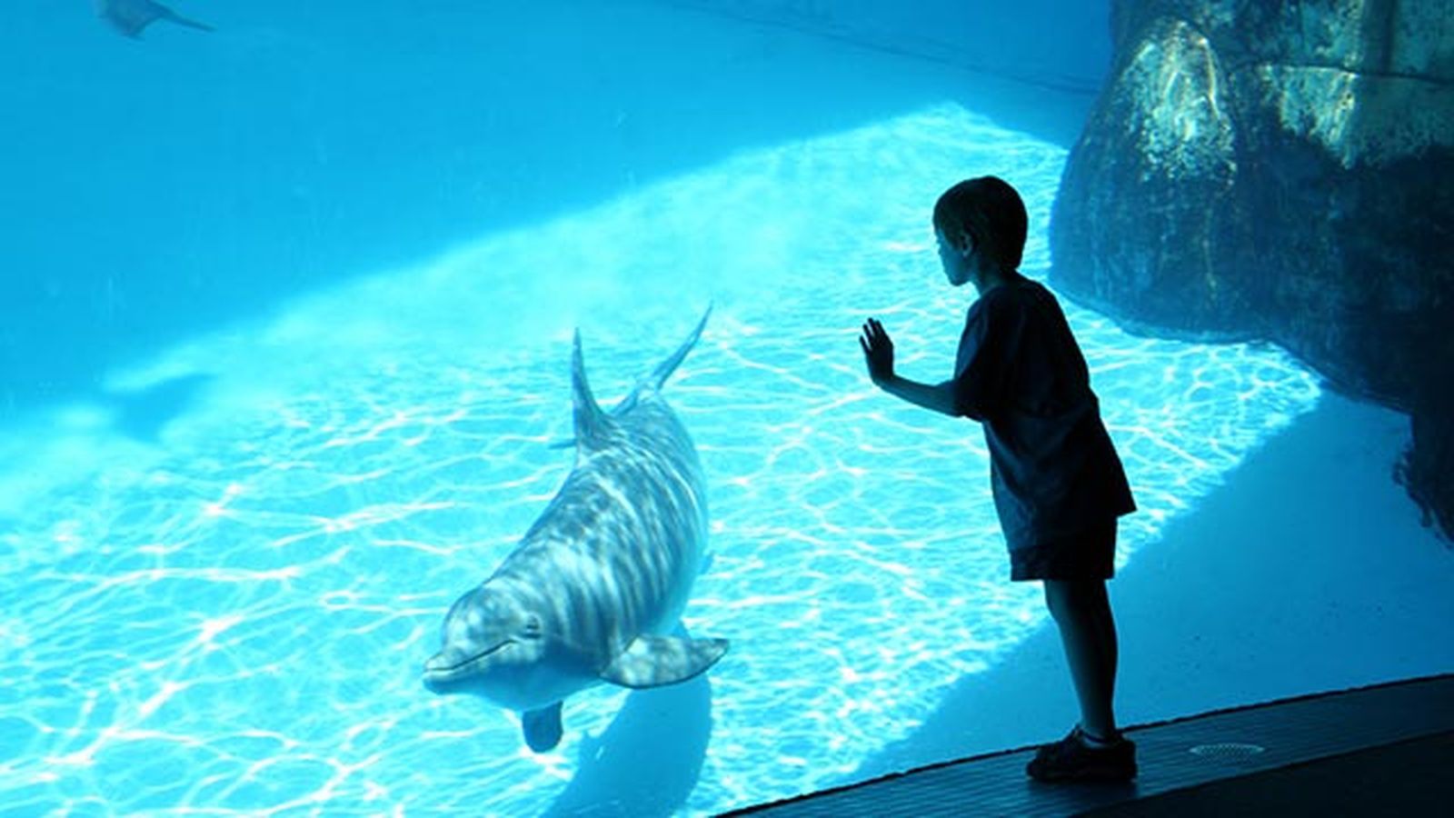 delfin en cautiverio delfin en cautiverio