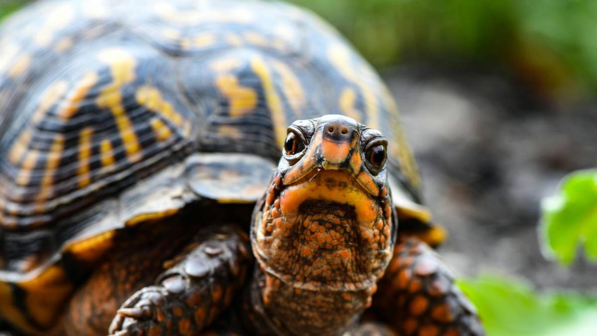 Señales de estrés en una tortuga doméstica