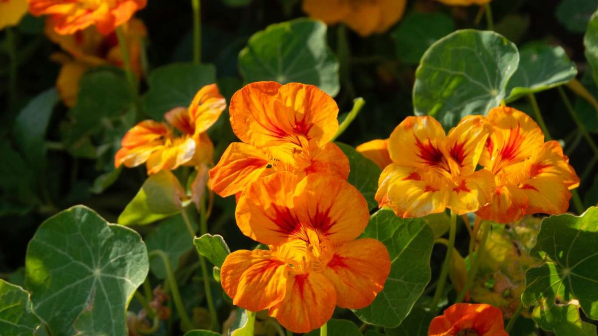 Flores de capuchina.