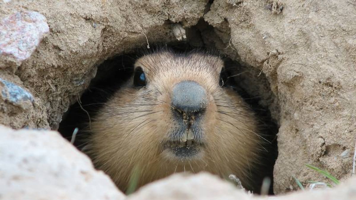 El Día de la Marmota es una tradición que se celebra cada año el 2 de febrero en Estados Unidos y Canadá.