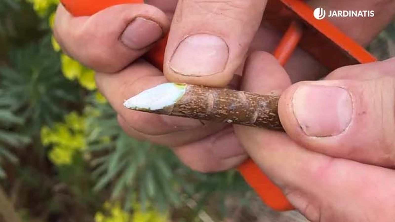 Las euphorbias contienen un látex en sus tallos Las euphorbias contienen un látex en sus tallos