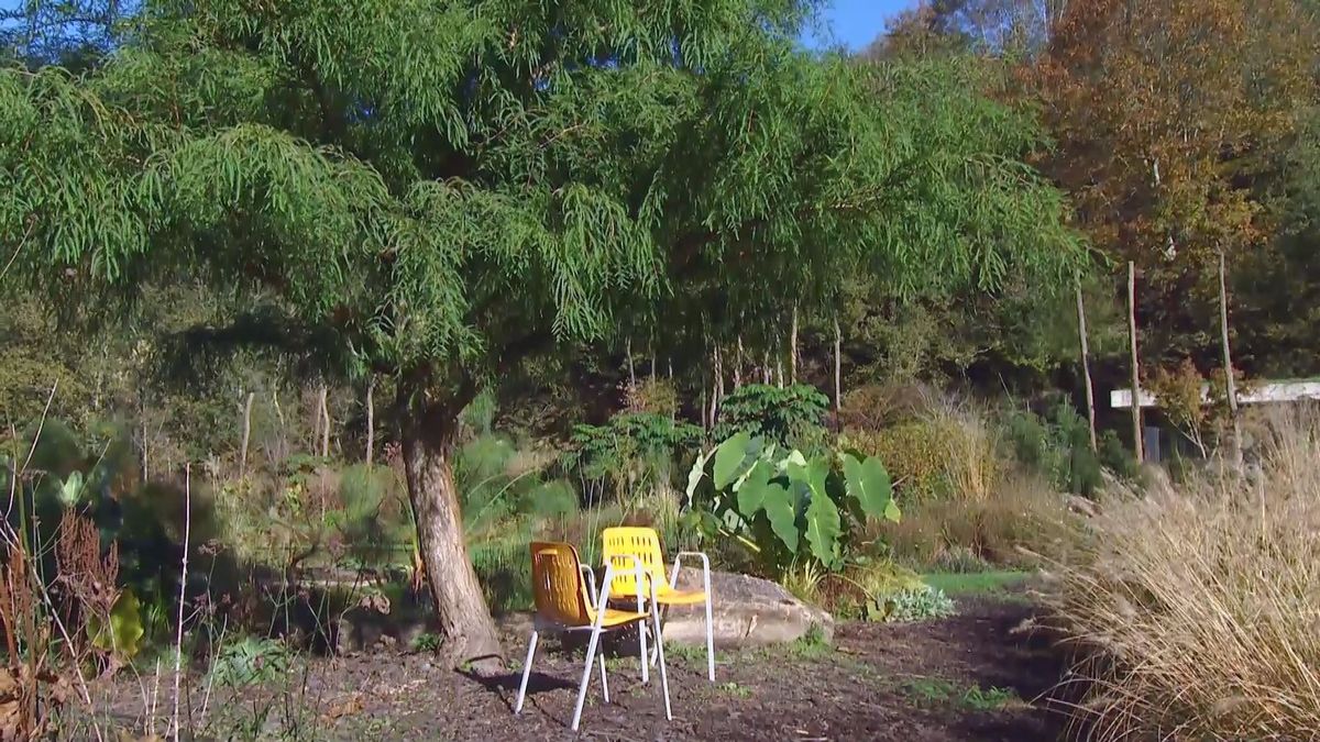 deco 675 taxodium mucronatum herencia