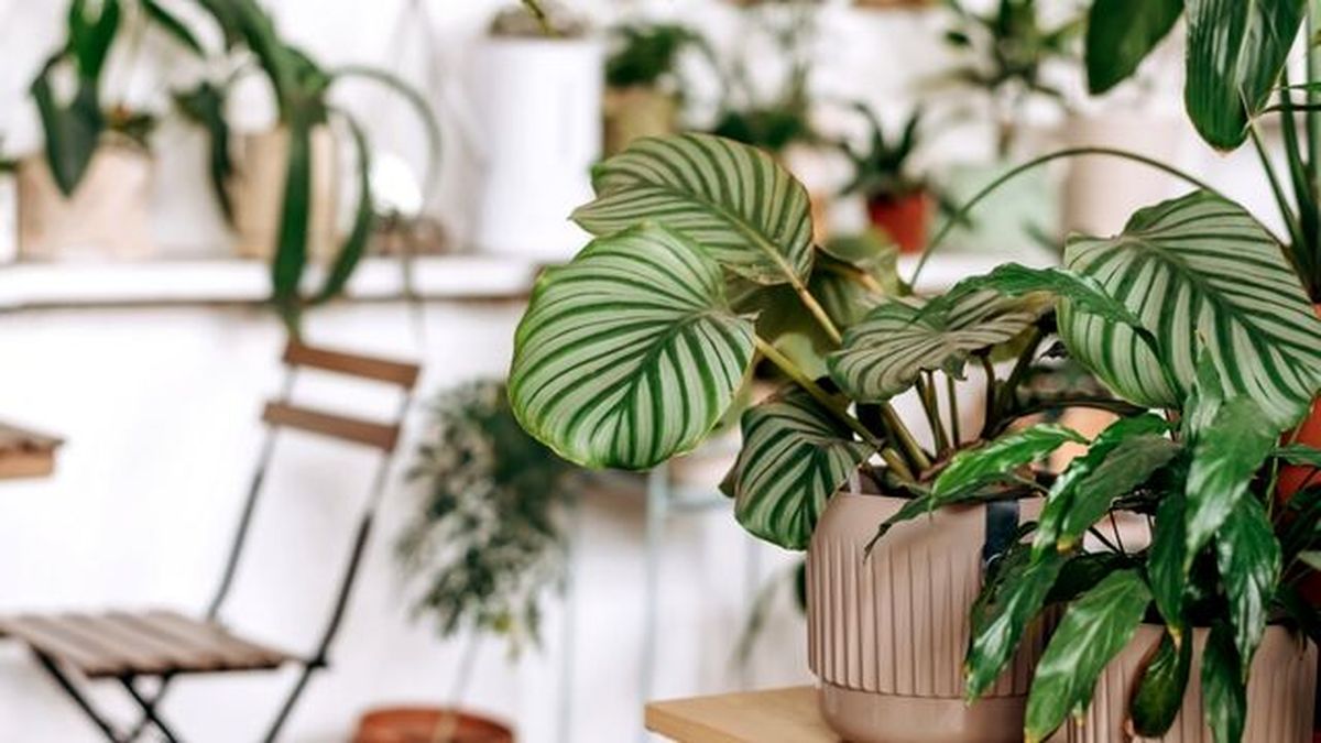 plantas calatheas se mueves por la noche