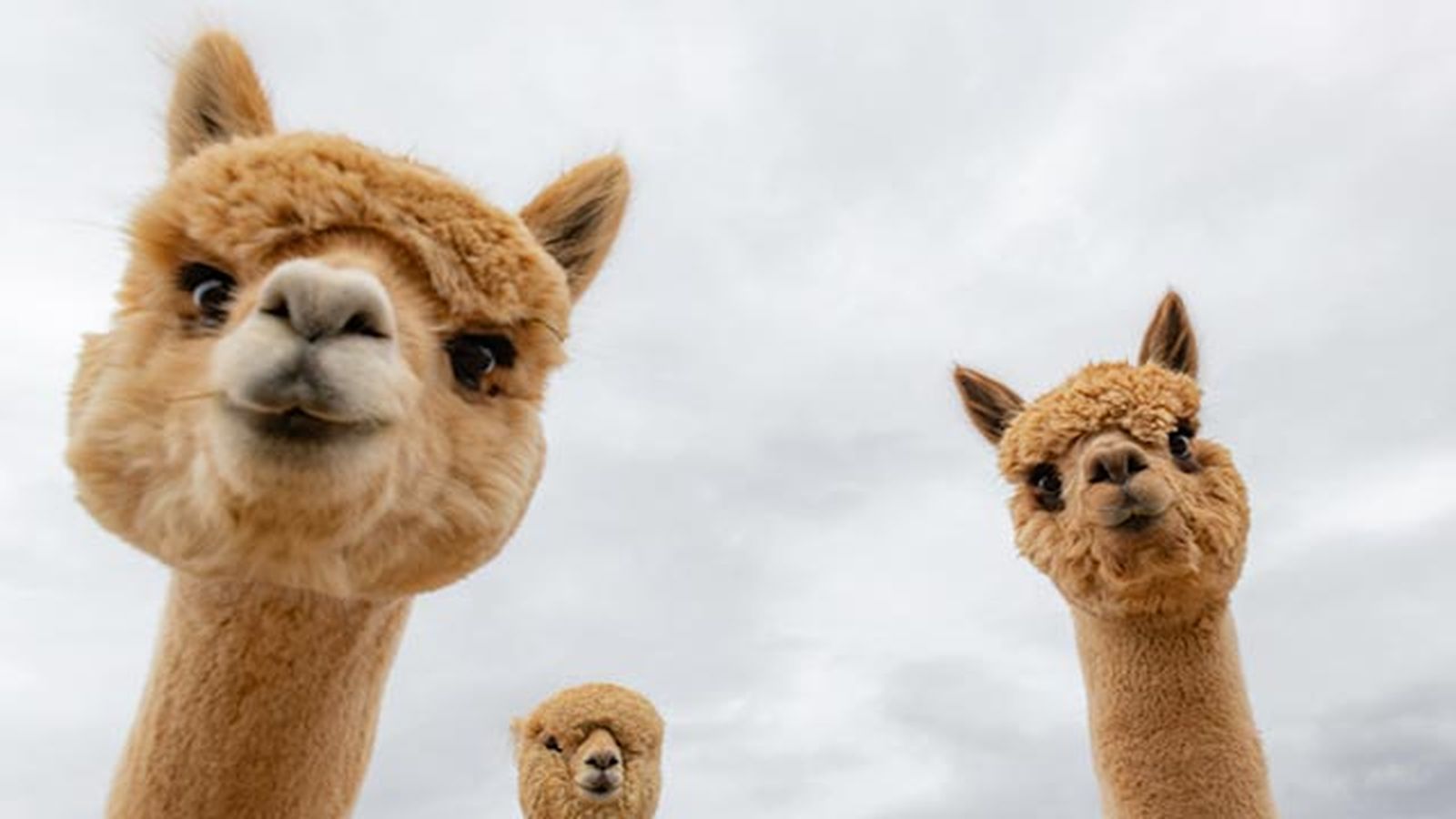 alpaca alpaca