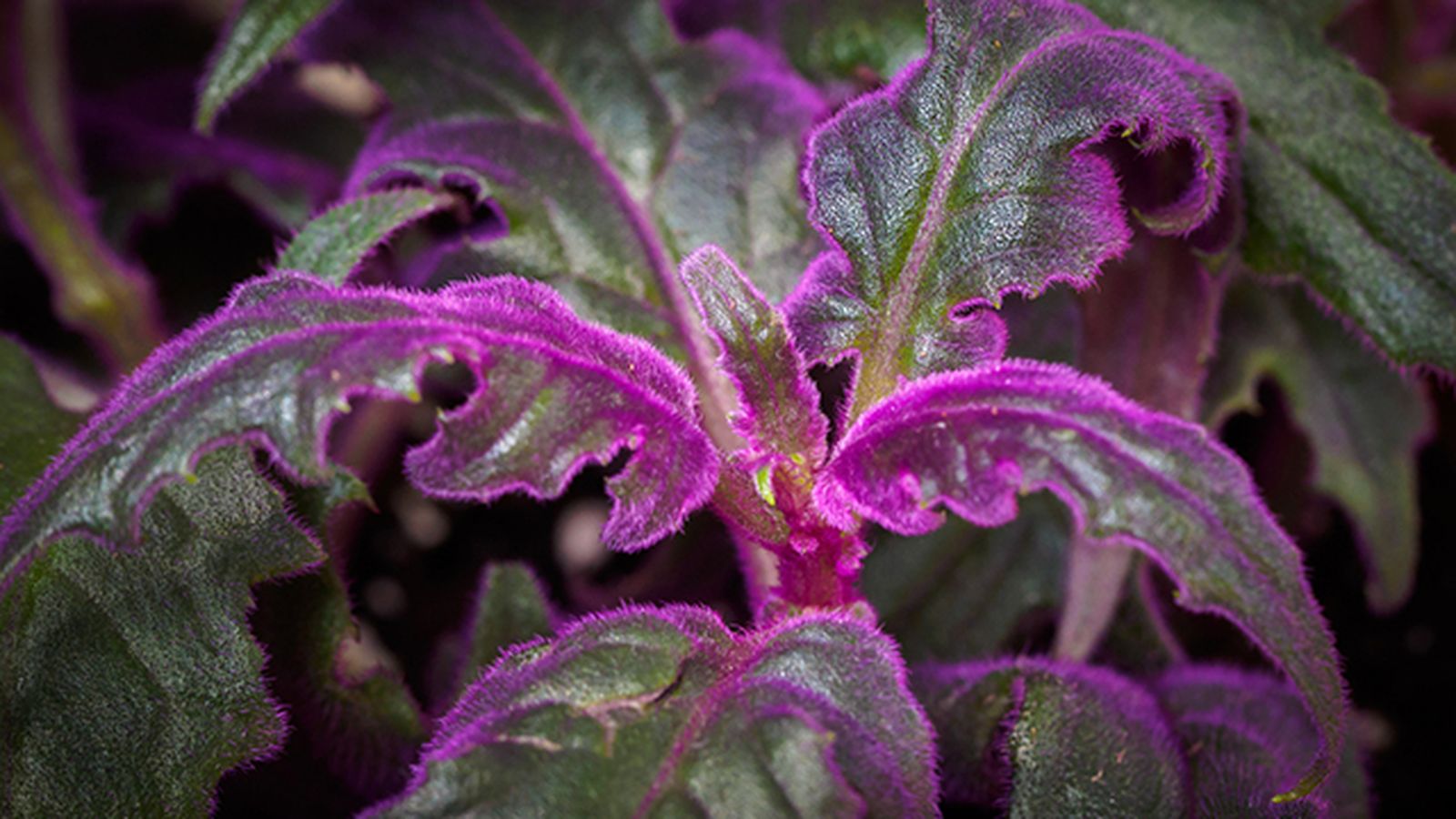 Gynura pasion purpura caracteristicas Gynura pasion purpura caracteristicas