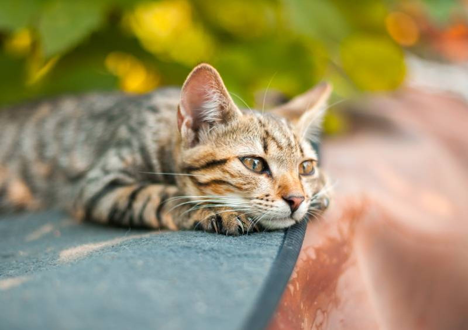 Los gatos pueden aprender a asociar ciertos sonidos con acciones específicas como juego o comida. Los gatos pueden aprender a asociar ciertos sonidos con acciones específicas como juego o comida.