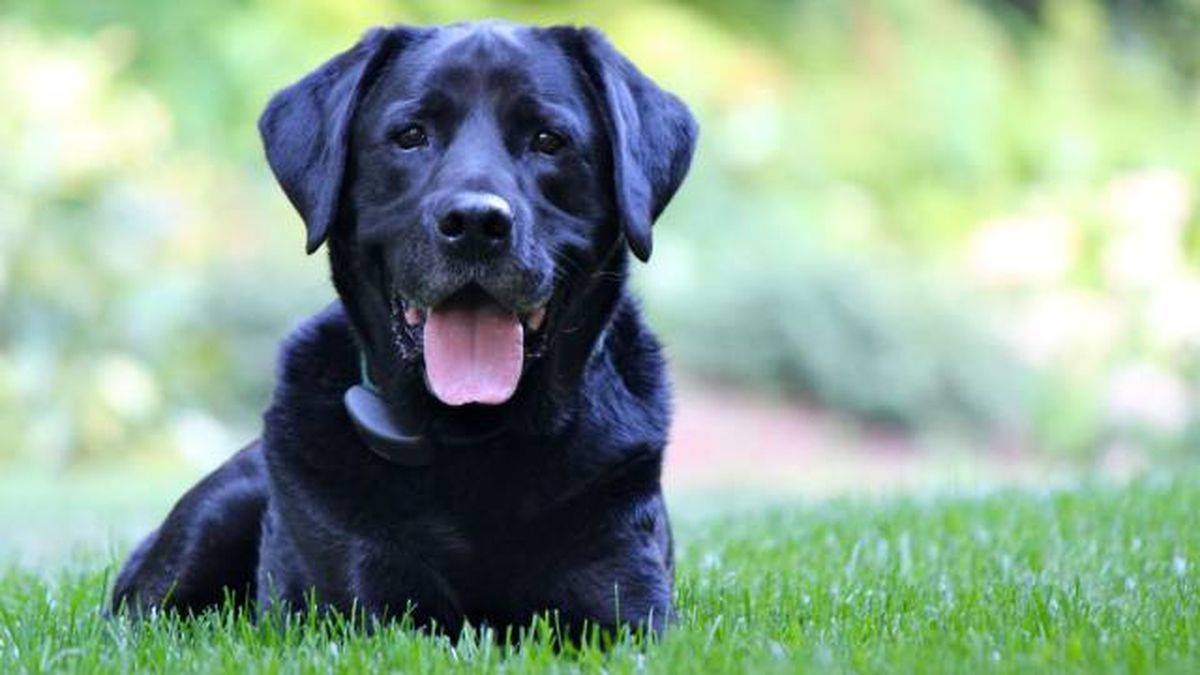 nombres para perronegros raza labrador retriever