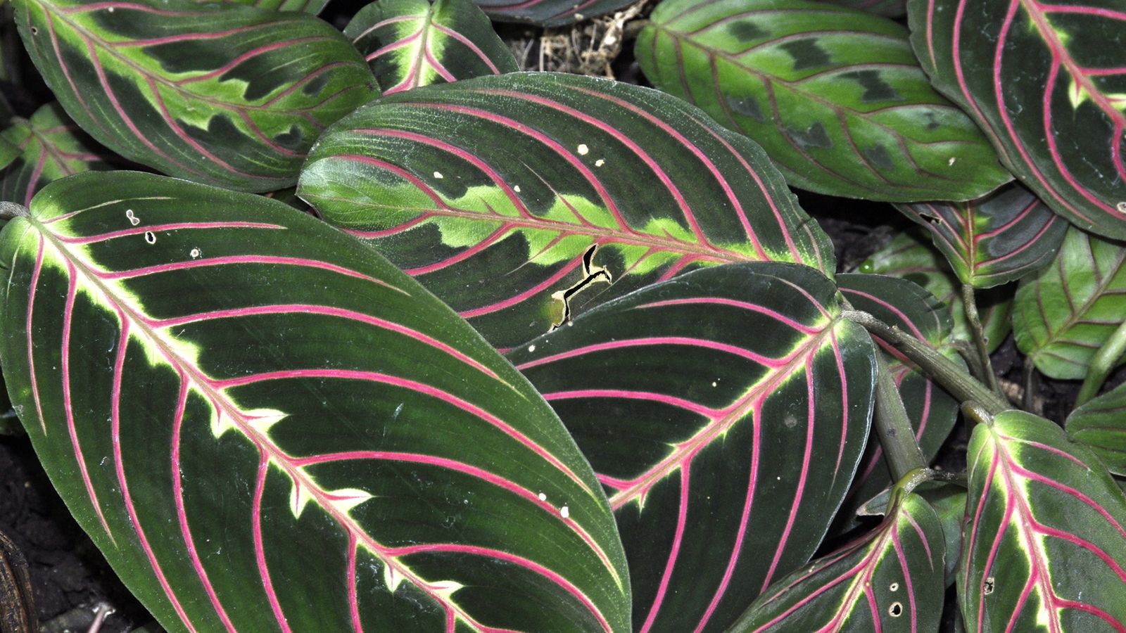 Maranta Maranta