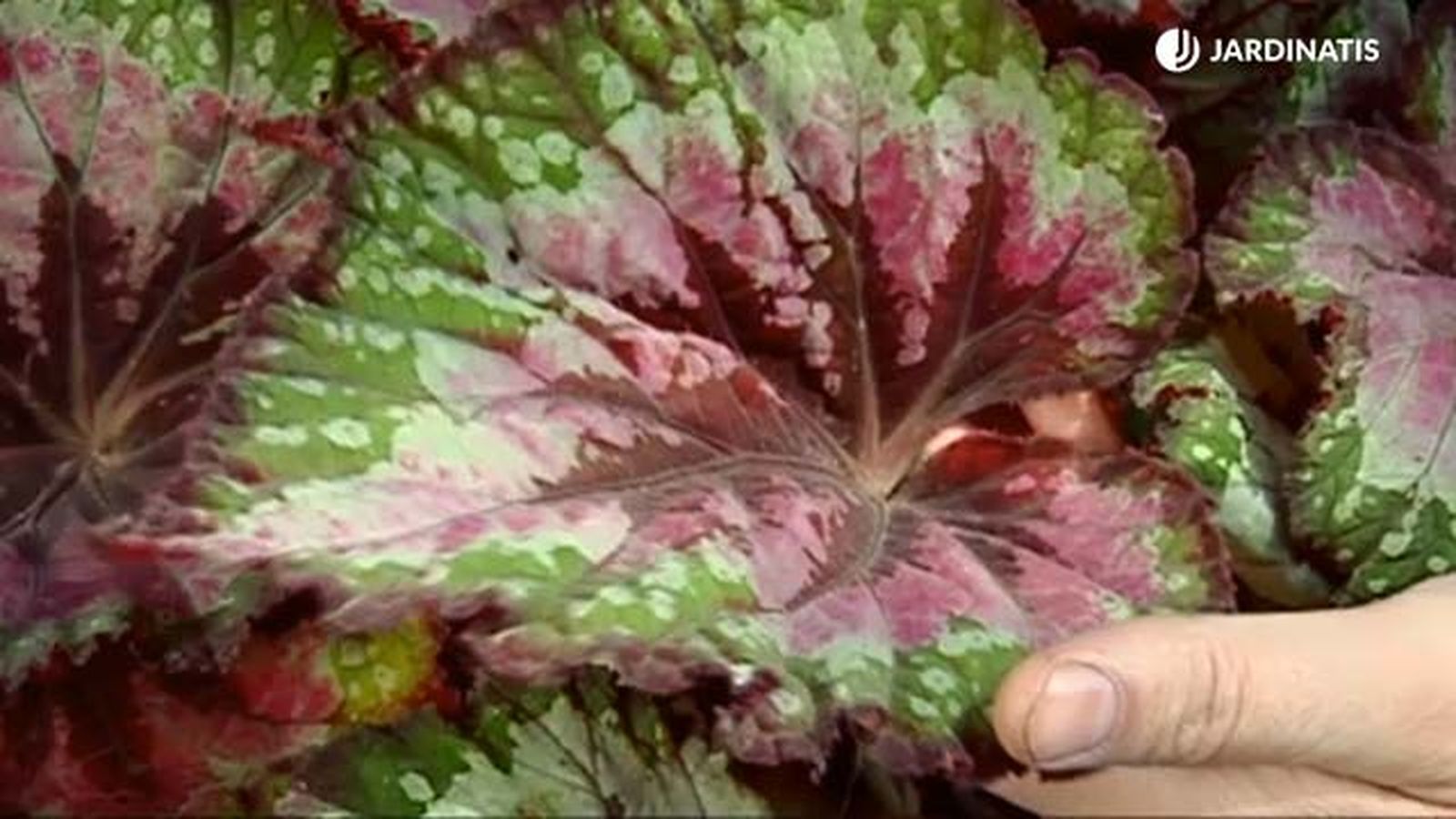 hoja llamativa de la begonia rex brico 688 jardinatis hoja llamativa de la begonia rex brico 688 jardinatis