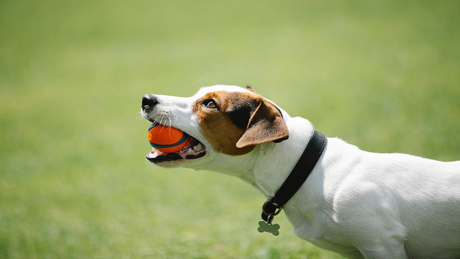 tipos de collares para perros tipos de collares para perros