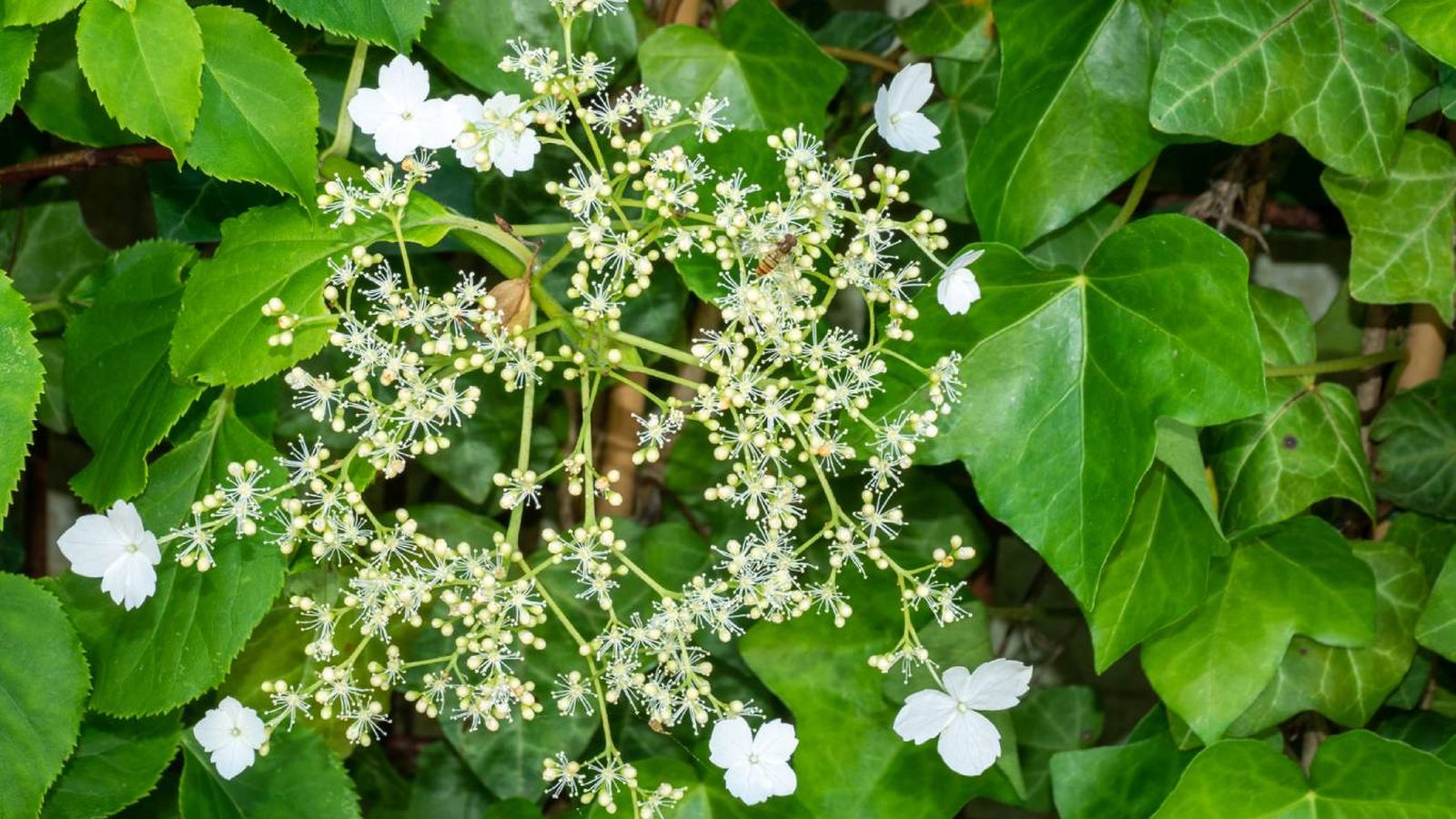 Plantas trepadoras aptas para mascotas: Hortensia trepadora Plantas trepadoras aptas para mascotas: Hortensia trepadora