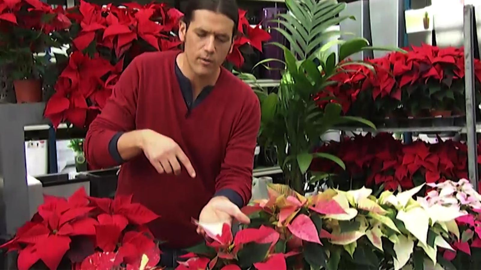 deco 414 variedades poinsettia flor pascua plantacion xl deco 414 variedades poinsettia flor pascua plantacion xl