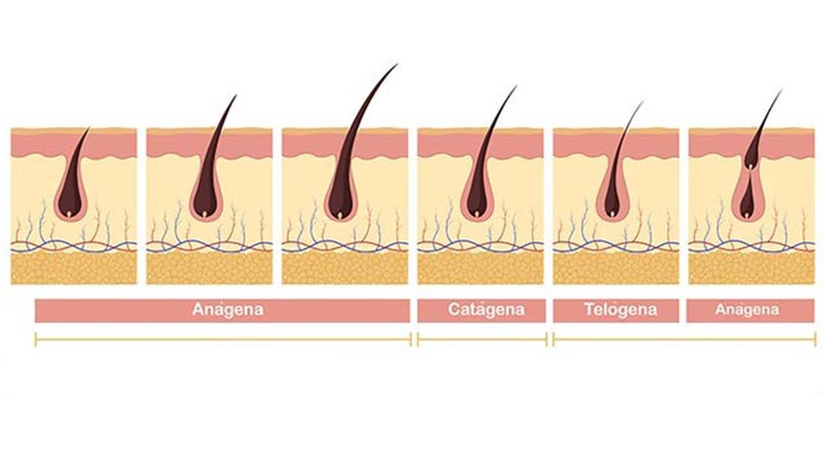 cuanto tarda en crecer la ceja etapas