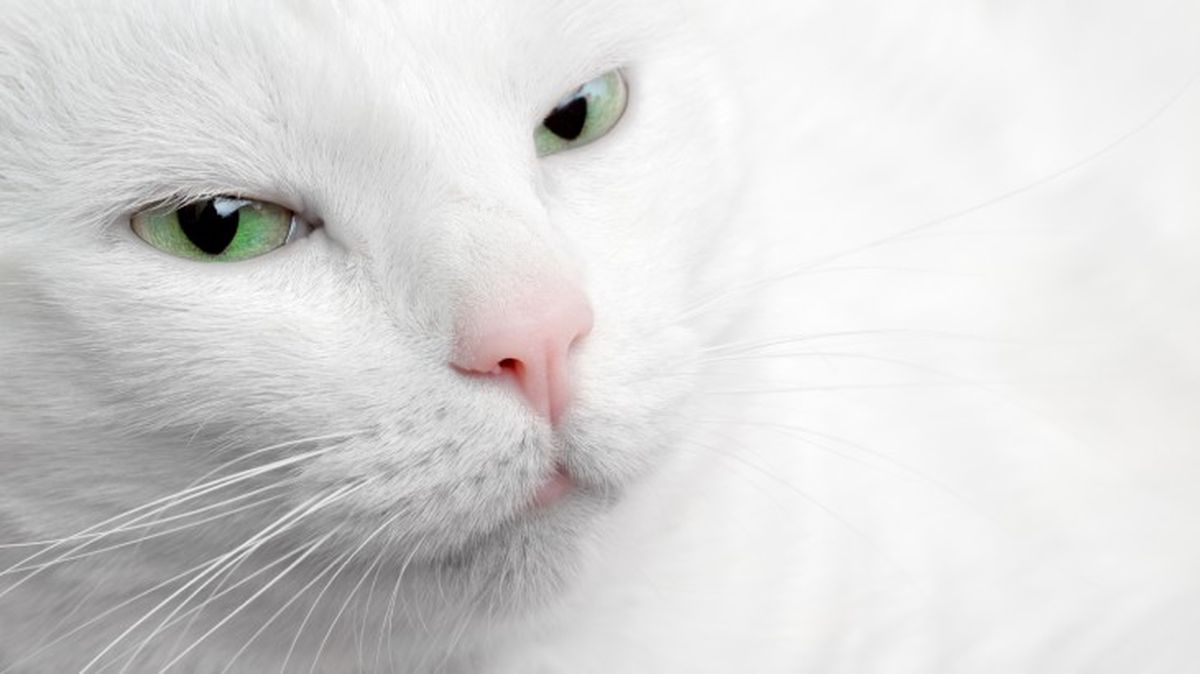 razas de gatos blancos 1