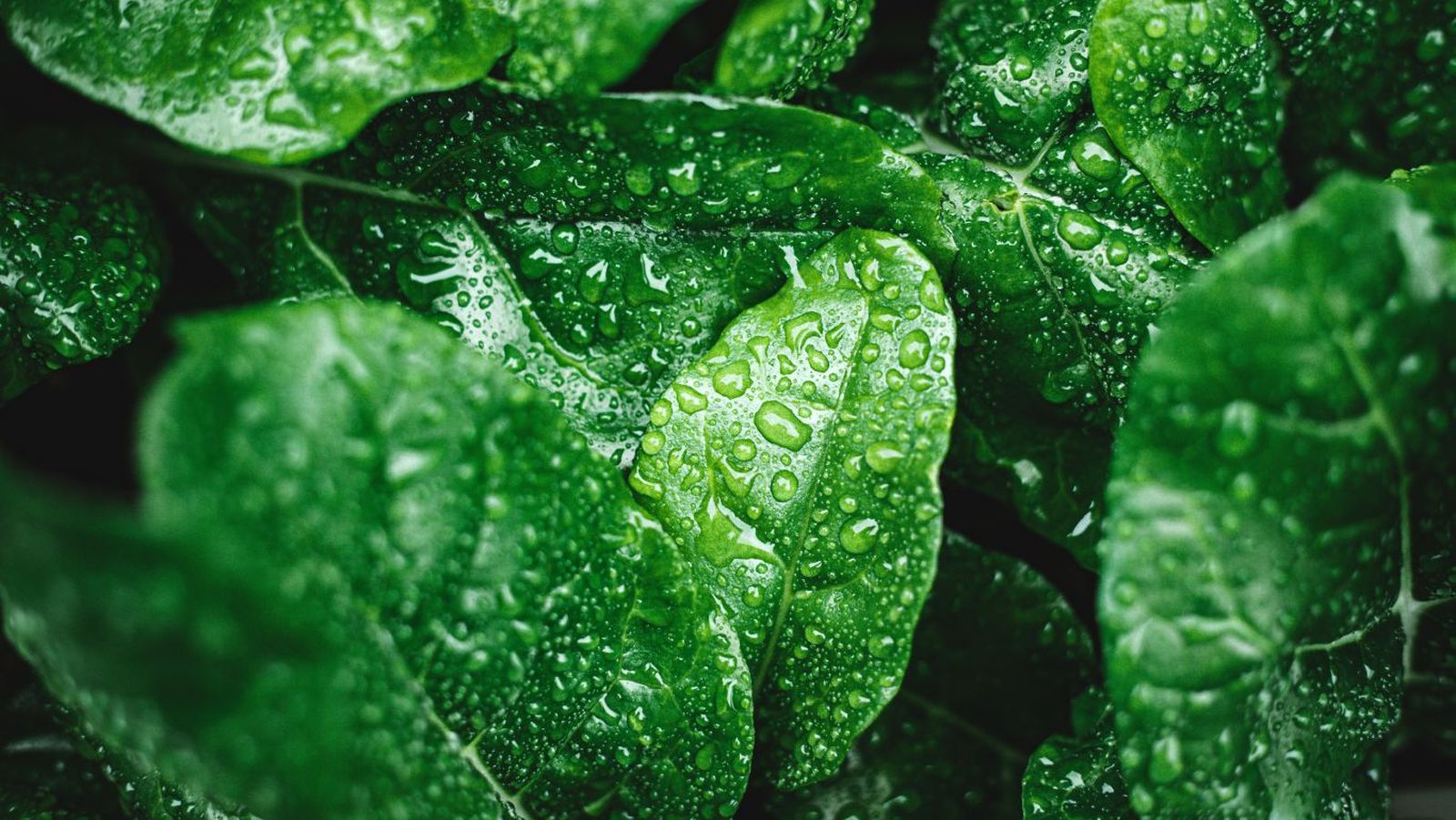 Alimentos más hidratantes para el verano