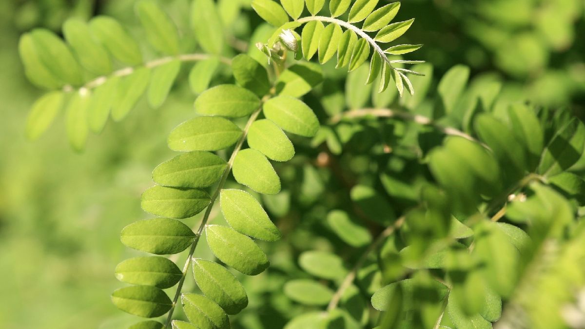 Hojas del Sophora Toromiro