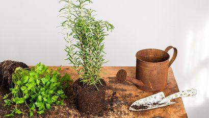 tareas jardineria marzo