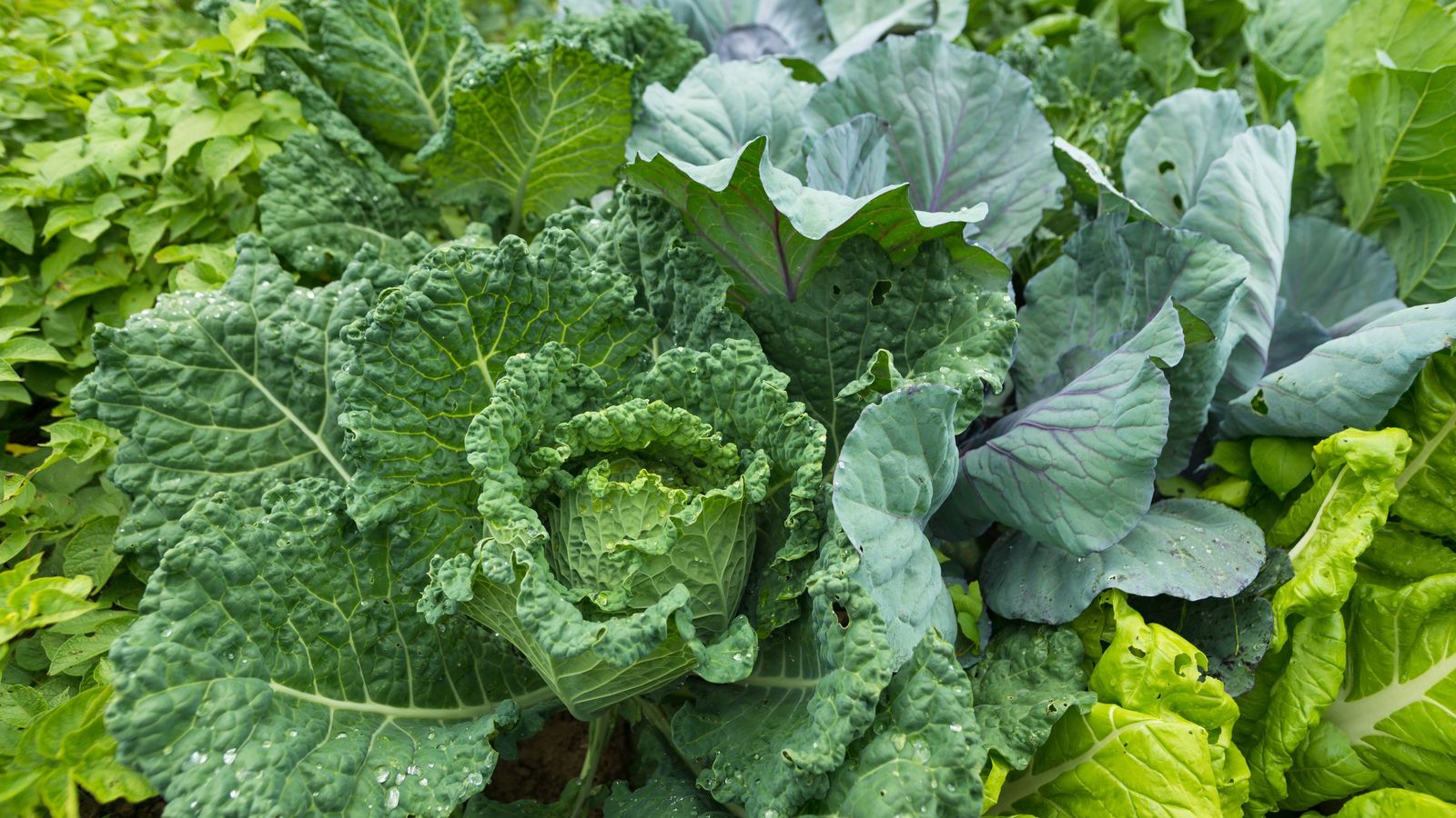 La col rizada es una planta resistente que tolera muy bien el frío