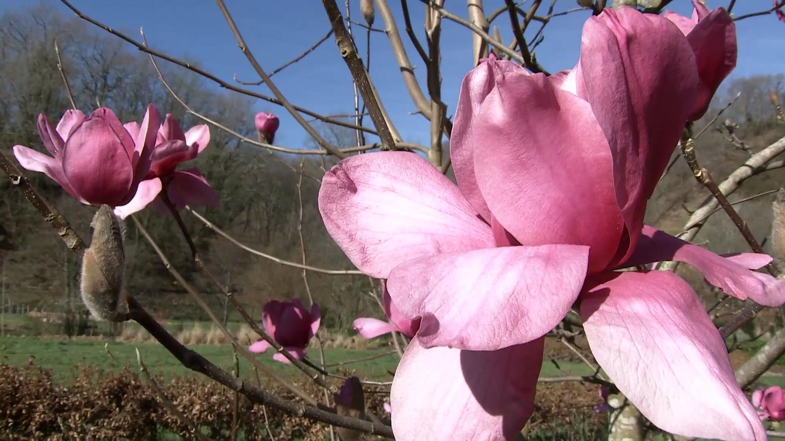 deco726 jardineria magnolios flor xl