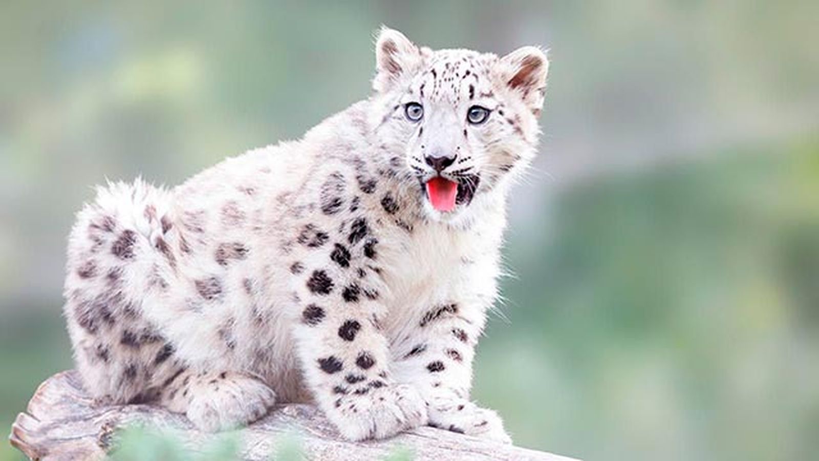 leopardo nieves 3 leopardo nieves 3
