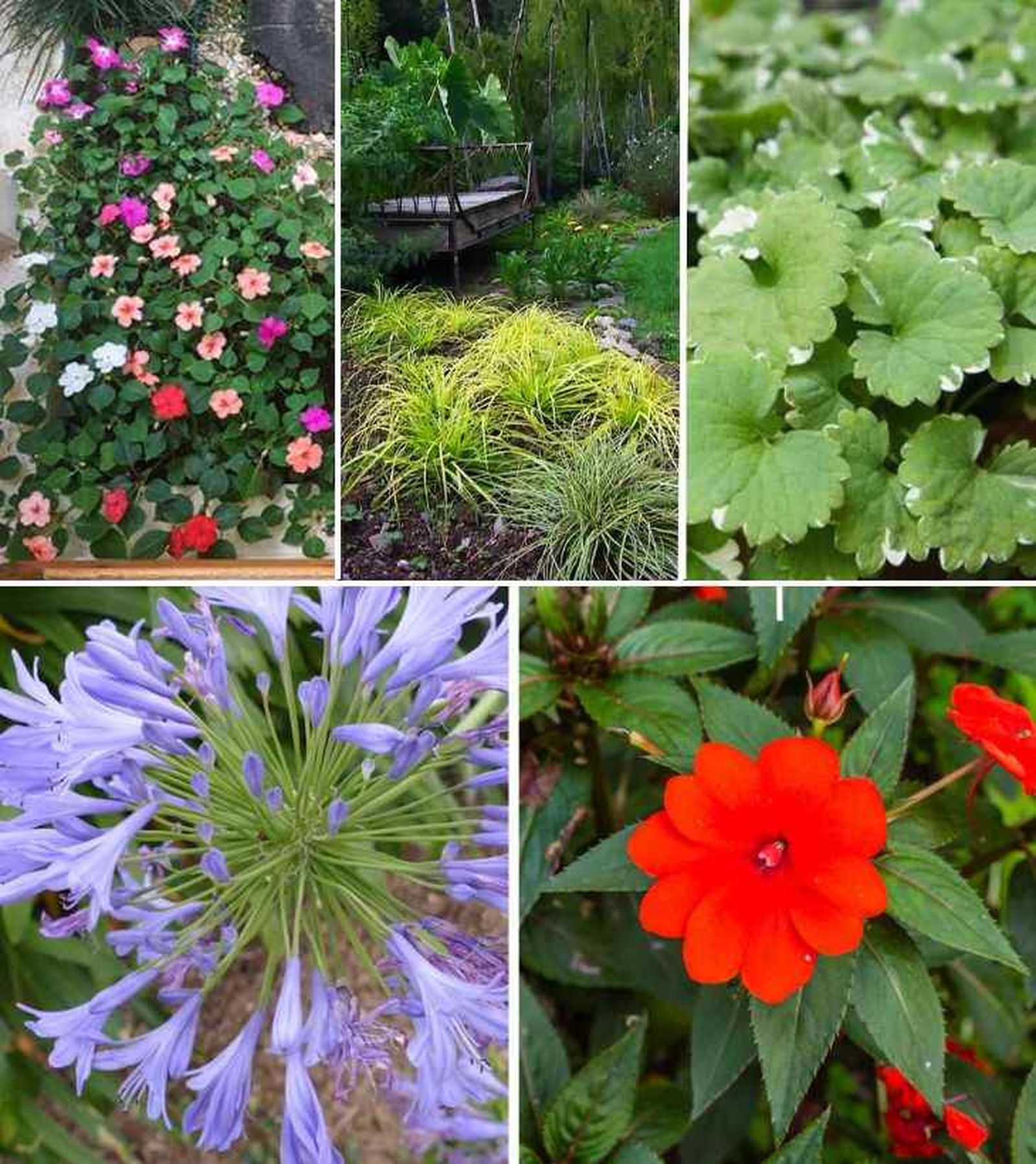 plantas de verano 3
