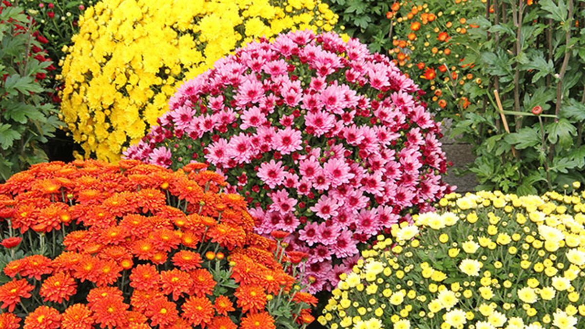 variedades de crisantemos de distintas tonalidades jardinatis