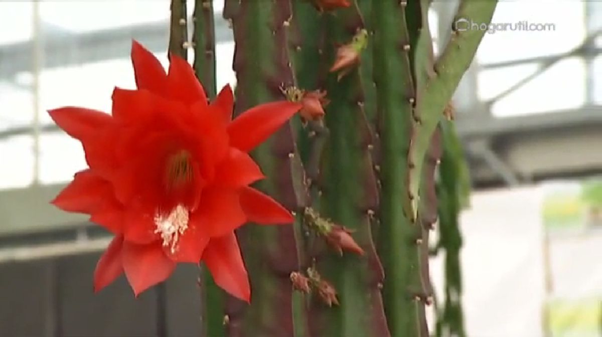 plantas crasas colgantes   Disopcacthus Akermannii