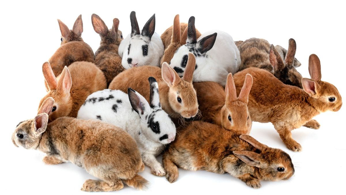 Los conejos son más adaptables al contacto humano